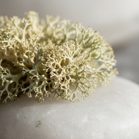 Iceland Moss Extract